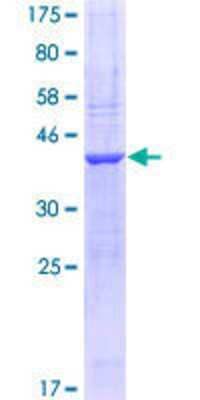 SDS-PAGE: Recombinant Human NRXN1 GST (N-Term) Protein [H00009378-Q01]