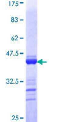 SDS-PAGE: Recombinant Human Tight Junction Protein 2 GST (N-Term) Protein [H00009414-Q01]