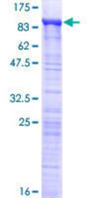 SDS-PAGE: Recombinant Human MED26 GST (N-Term) Protein [H00009441-P01]