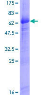 SDS-PAGE: Recombinant Human ITM2B GST (N-Term) Protein [H00009445-P02]