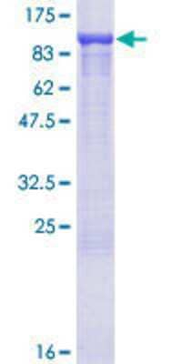 SDS-PAGE: Recombinant Human ARHGEF6 GST (N-Term) Protein [H00009459-P01]