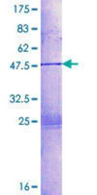 SDS-PAGE: Recombinant Human HAND2 GST (N-Term) Protein [H00009464-P01]