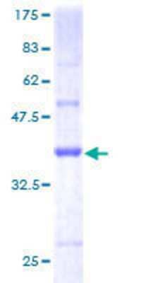 SDS-PAGE: Recombinant Human ICB1 GST (N-Term) Protein [H00009473-P01]