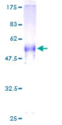 SDS-PAGE: Recombinant Human CABP1 GST (N-Term) Protein [H00009478-P01]