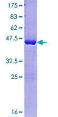 SDS-PAGE: Recombinant Human PAGE4 GST (N-Term) Protein [H00009506-P01]