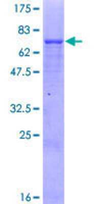 SDS-PAGE: Recombinant Human Mitochondrial-processing peptidase subunit beta GST (N-Term) Protein [H00009512-P01]