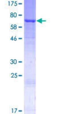 SDS-PAGE: Recombinant Human GAL3ST1 GST (N-Term) Protein [H00009514-P01]