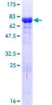 SDS-PAGE: Recombinant Human BAG5 GST (N-Term) Protein [H00009529-P01]