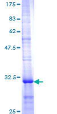 SDS-PAGE: Recombinant Human Prostaglandin E Synthase GST (N-Term) Protein [H00009536-Q01]