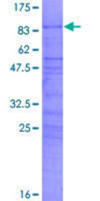 SDS-PAGE: Recombinant Human CBF1-interacting corepressor GST (N-Term) Protein [H00009541-P01]