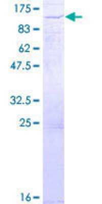 SDS-PAGE: Recombinant Human SOX13 GST (N-Term) Protein [H00009580-P01]