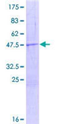 SDS-PAGE: Recombinant Human MTRF1 GST (N-Term) Protein [H00009617-P01]