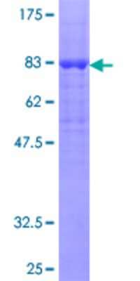 SDS-PAGE: Recombinant Human RGS6 GST (N-Term) Protein [H00009628-P01]