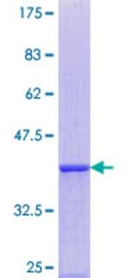 SDS-PAGE: Recombinant Human EDEM1 GST (N-Term) Protein [H00009695-Q01]