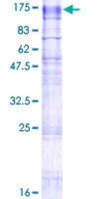 SDS-PAGE: Recombinant Human TMEM63A GST (N-Term) Protein [H00009725-P01]