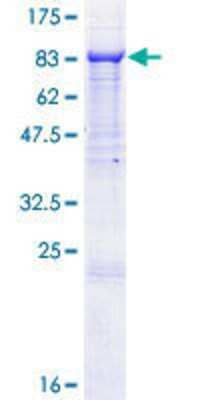 SDS-PAGE: Recombinant Human GlyBP GST (N-Term) Protein [H00009731-P01]