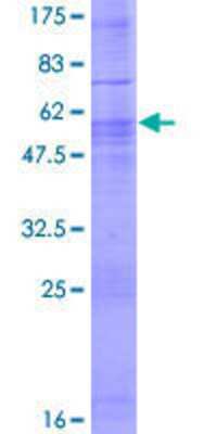 SDS-PAGE: Recombinant Human Calsyntenin-3 GST (N-Term) Protein [H00009746-P01]