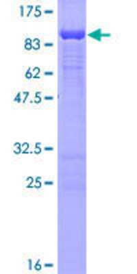 SDS-PAGE: Recombinant Human FAM65B GST (N-Term) Protein [H00009750-P01]