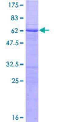 SDS-PAGE: Recombinant Human RASSF2 GST (N-Term) Protein [H00009770-P01]