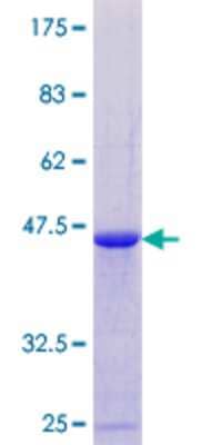 SDS-PAGE: Recombinant Human DAZAP2 GST (N-Term) Protein [H00009802-P01]