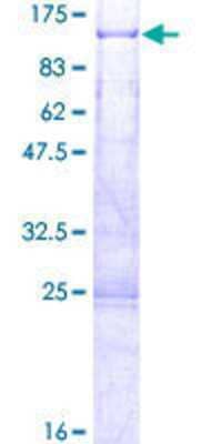 SDS-PAGE: Recombinant Human CTIF GST (N-Term) Protein [H00009811-P01]