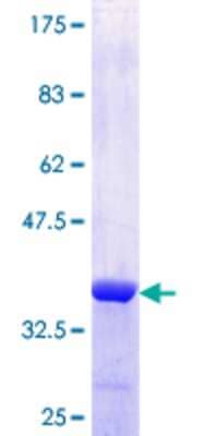 SDS-PAGE: Recombinant Human NUPL1 GST (N-Term) Protein [H00009818-Q01]