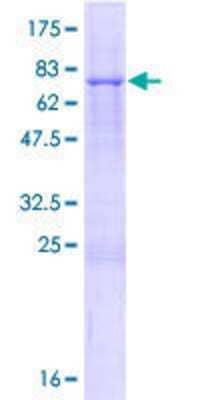 SDS-PAGE: Recombinant Human TRIM14 GST (N-Term) Protein [H00009830-P01]