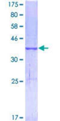 SDS-PAGE: Recombinant Human MELK GST (N-Term) Protein [H00009833-Q01]