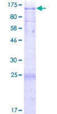 SDS-PAGE: Recombinant Human TMEM24 GST (N-Term) Protein [H00009854-P01]