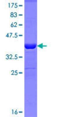 SDS-PAGE: Recombinant Human MAGI2 GST (N-Term) Protein [H00009863-Q01]