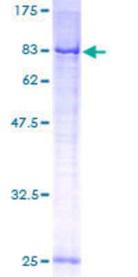 SDS-PAGE: Recombinant Human TOM70 GST (N-Term) Protein [H00009868-P01]