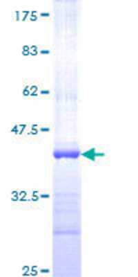 SDS-PAGE: Recombinant Human AREL1 GST (N-Term) Protein [H00009870-Q01]