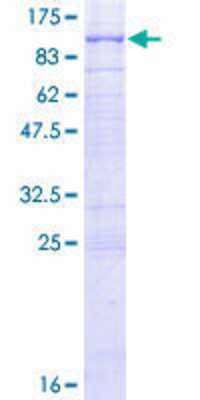 SDS-PAGE: Recombinant Human RHOBTB1 GST (N-Term) Protein [H00009886-P01]