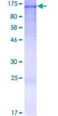 SDS-PAGE: Recombinant Human IQSEC1 GST (N-Term) Protein [H00009922-P01]