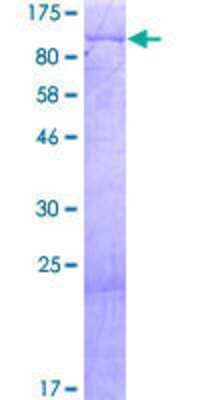 SDS-PAGE: Recombinant Human PUM3 GST (N-Term) Protein [H00009933-P01]