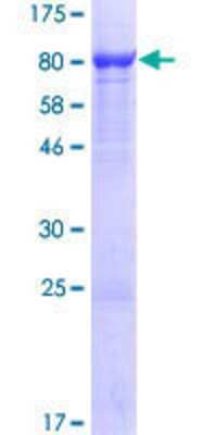 SDS-PAGE: Recombinant Human WDR1 GST (N-Term) Protein [H00009948-P01]