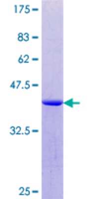 SDS-PAGE: Recombinant Human hHpr1-p84-Thoc1 GST (N-Term) Protein [H00009984-Q01]