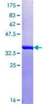 SDS-PAGE: Recombinant Human HNRPDL GST (N-Term) Protein [H00009987-Q01]