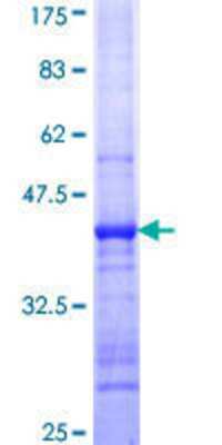 SDS-PAGE: Recombinant Human GPI8 GST (N-Term) Protein [H00010026-Q01]