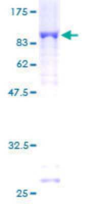 SDS-PAGE: Recombinant Human PARP3 GST (N-Term) Protein [H00010039-P01]