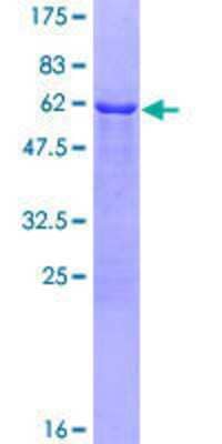 SDS-PAGE: Recombinant Human TOM1L1 GST (N-Term) Protein [H00010040-P01]