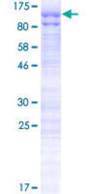 SDS-PAGE: Recombinant Human HMG2L1 GST (N-Term) Protein [H00010042-P01]