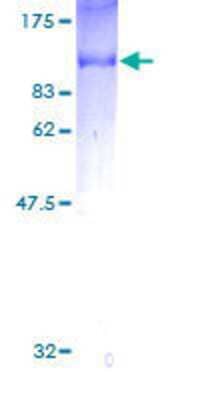 SDS-PAGE: Recombinant Human SH2D3C GST (N-Term) Protein [H00010044-P01]