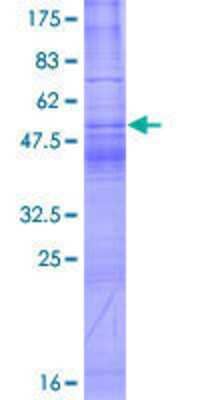 SDS-PAGE: Recombinant Human TSPAN1 GST (N-Term) Protein [H00010103-P01]