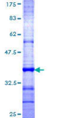 SDS-PAGE: Recombinant Human TSPAN1 GST (N-Term) Protein [H00010103-Q01]