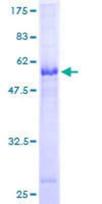 SDS-PAGE: Recombinant Human CTDSP2 GST (N-Term) Protein [H00010106-P01]