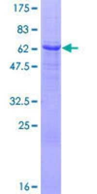 SDS-PAGE: Recombinant Human SGK2 GST (N-Term) Protein [H00010110-P01]