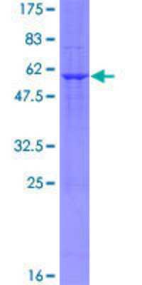 SDS-PAGE: Recombinant Human BCAP31 GST (N-Term) Protein [H00010134-P01]