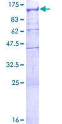 SDS-PAGE: Recombinant Human RBM12 GST (N-Term) Protein [H00010137-P01]