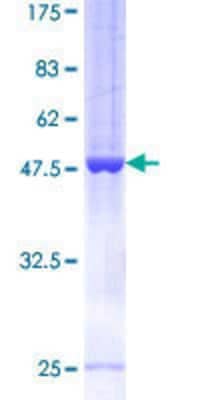 SDS-PAGE: Recombinant Human ARFRP1 GST (N-Term) Protein [H00010139-P01]